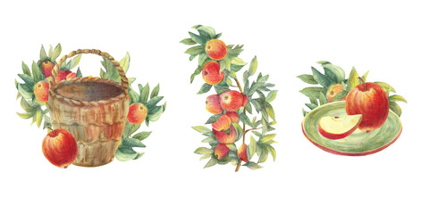 Empty big wicker brown basket, red apple slices. Branch with ripe fruits green leaves, round ceramic plate from clay. Watercolor food illustration set for cooking book menu, banners, cards, clip art