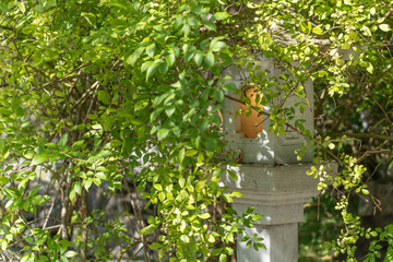 Stone lantern behind branches. A traditional stone lantern is hidden behind dense foliage and...