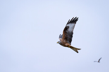 Majestic Red Kite (Milvus milvus) in flight	
