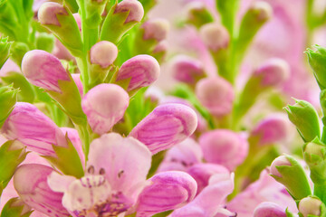 Beautiful pink flowers in the garden. Macro shot with shallow depth of field