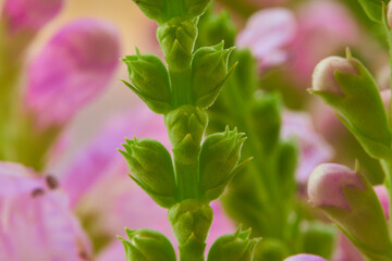 Beautiful pink flowers in the garden. Macro shot with shallow depth of field