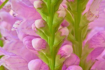 Obraz premium Beautiful pink flowers in the garden. Macro shot with shallow depth of field
