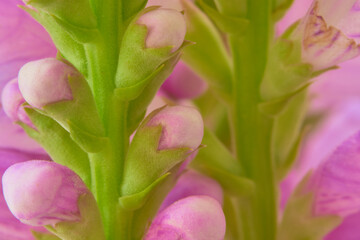 Beautiful pink flowers in the garden. Macro shot with shallow depth of field