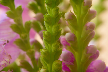 Beautiful pink flowers in the garden. Macro shot with shallow depth of field