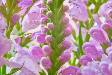 Beautiful pink flowers in the garden. Macro shot with shallow depth of field