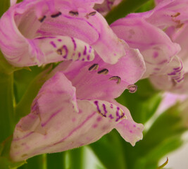 Beautiful pink flowers in the garden. Macro shot with shallow depth of field
