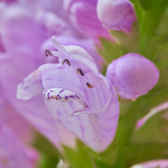 Beautiful pink flowers in the garden. Macro shot with shallow depth of field