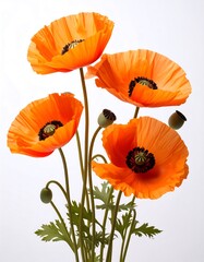 Obraz premium Orange poppies close-up