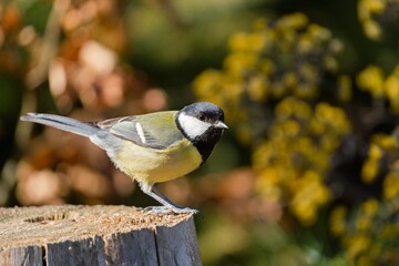 A great tit in the nature habitat. Wildlife scene with a passerine. Parus major. 
