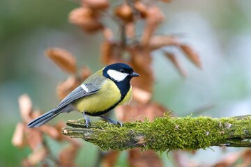 Fototapeta premium A great tit in the nature habitat. Wildlife scene with a passerine. Parus major. 
