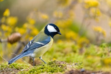 A great tit in the nature habitat. Wildlife scene with a passerine. Parus major. 