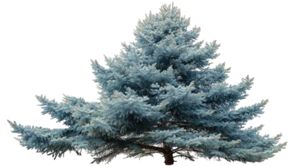 Full shot of a light-gray, coniferous tree.  Dense, feathery foliage.  Silhouetted against a black background