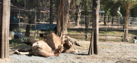 camel in the zoo