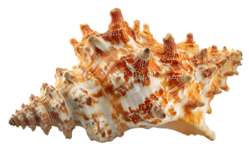 Large ornate orange and white sea snail shell isolated on white or transparent png