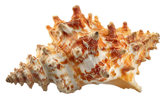Large ornate orange and white sea snail shell isolated on white or transparent png