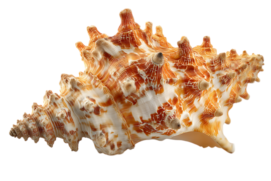 Large ornate orange and white sea snail shell isolated on white or transparent png