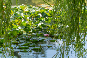 Water lilies with blossoms under willow branches. Green water lily leaves cover the water's surface, with a pink blossom in the center. Hanging willow branches frame the image.