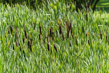 Reed Cattail in the Wind. Dense green stalks with numerous brown cattails sway in the wind. This...