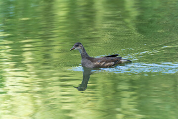 Young bird swimming on green water. A young water bird swims calmly on shimmering green water. The slight reflection creates a harmonious scene.