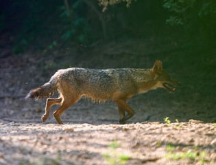 Golden jackal running in forest