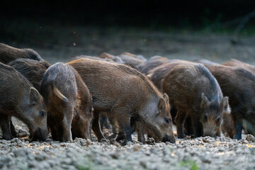 Wild boar piglets feeding