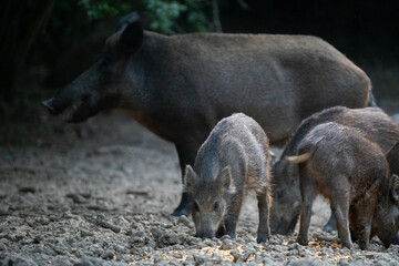 Fototapeta premium Piglets feeding with watchful mother