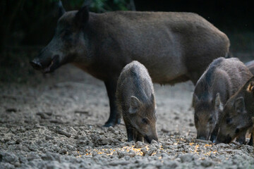 Piglets feeding with watchful mother