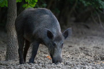 Female wild boar sniffing ground