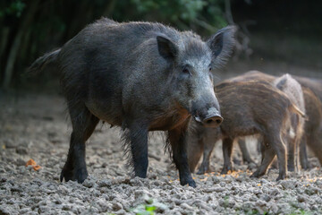 Protective mother wild boar patrolling