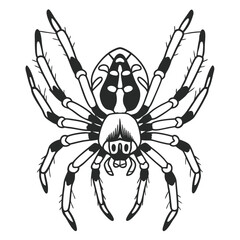 Vector art of black and white illustration of a spider, isolated on white background