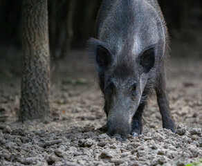 Female wild boar sniffing ground