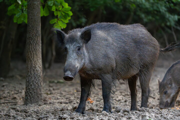Protective mother wild boar patrolling