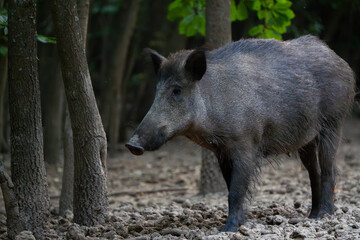 Protective mother wild boar patrolling