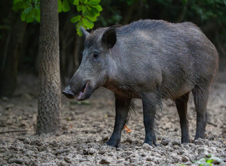 Protective mother wild boar patrolling