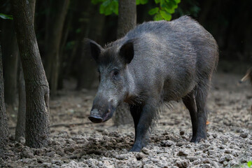 Protective mother wild boar patrolling