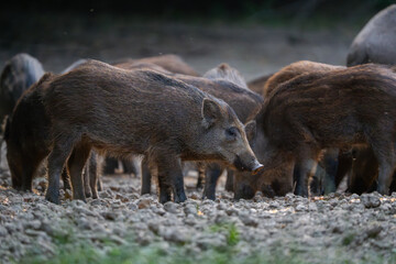 Wild boar piglets feeding