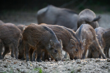 Fototapeta premium Wild boar herd feeding