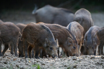 Wild boar herd feeding