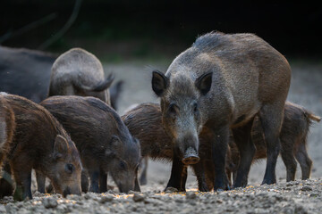 Vigilant mother wild boar with piglets