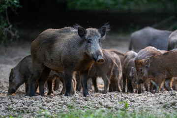 Vigilant mother wild boar with piglets