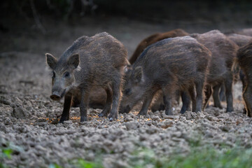 Vigilant wild boar piglet