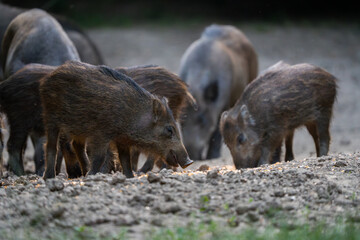 Wild boar herd feeding
