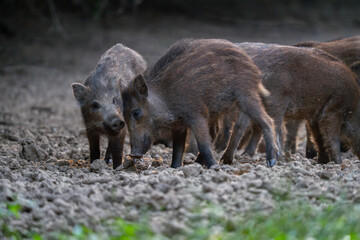 Wild boar piglets fighting over food