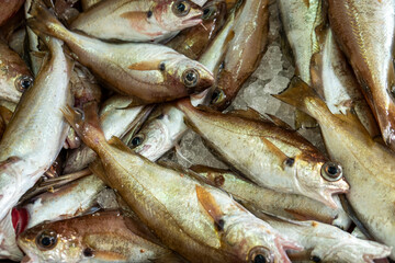 Close up of raw whiting fish ready for sale at a fishmonger gastronomy concept