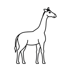 giraffe isolated on white background