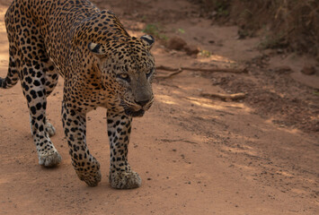 leopard in the tree