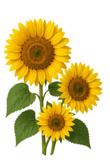 Obraz premium Sunflowers blooming with green leaves on transparent background