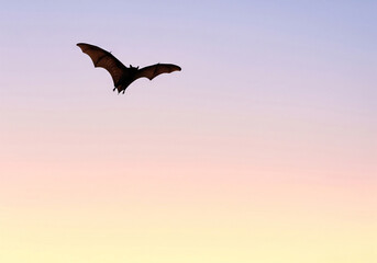 Fototapeta premium Lone bat silhouetted against a beautiful pastel-colored dusk sky