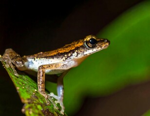 Fototapeta premium Close-up of small frog on a leaf