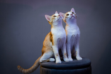 Two Playful Ginger Kittens Casually And Curiously Looking Upward In Their Playful State